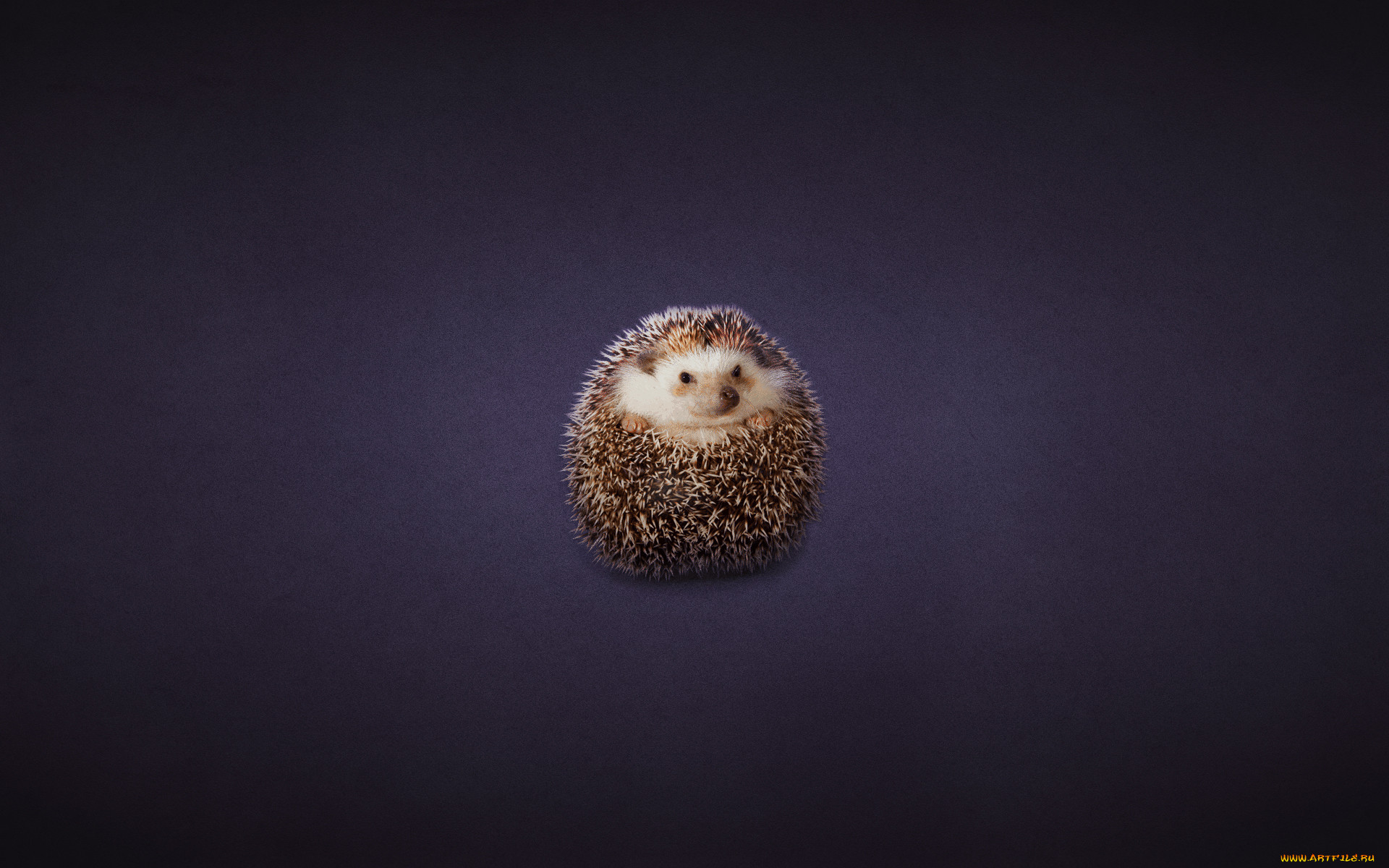 , , , , , hedgehog, 